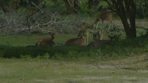 Bunch of spotted deers Stock Footage 233911684