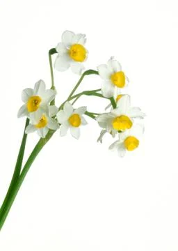 Bunch of spring daffodils Foto stock