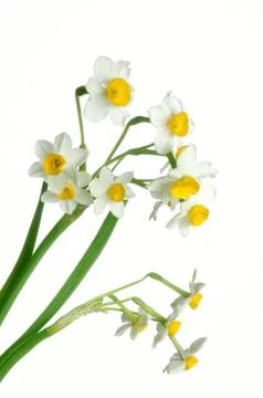 Bunch of spring daffodils Stock Photos