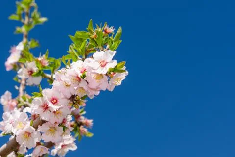 Bunch of spring pink bloom Stock Photos