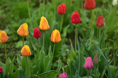 Bunch of spring tulip flower. Spring tulips flowers. Beautiful tulips field i Stock Photos