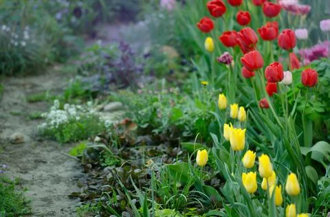 Bunch of spring tulip flower. Spring tulips flowers. Beautiful tulips field i Stock Photos