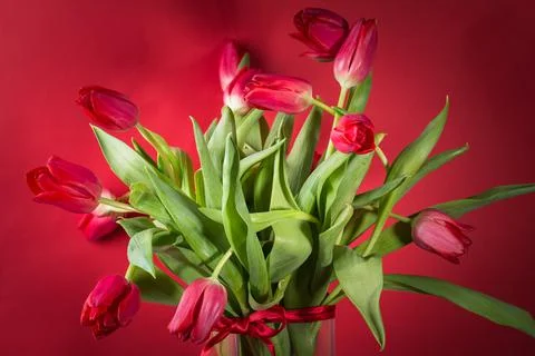 Bunch of spring tulips over dark red background. selective focus, card, copy  Stock Photos
