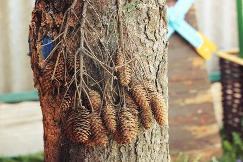 Bunch of spruce cones on tree bark retro vintage Stock Photos