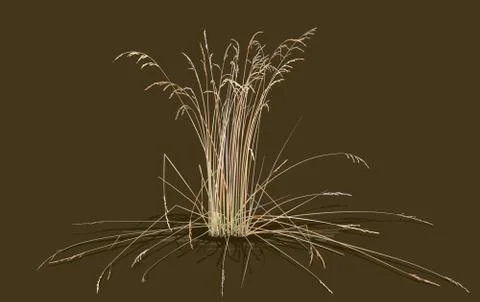 Bunch of steppe grass Stock Illustration
