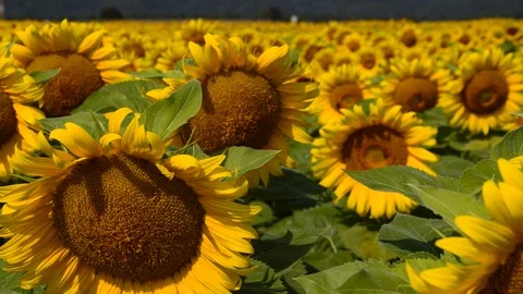Bunch of sunflowers Stock Footage 94327267