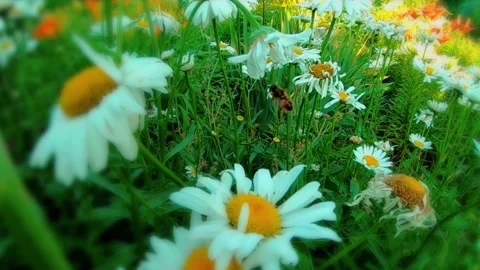 A bunch of sunflowers infested by bees Stock Footage 233285102