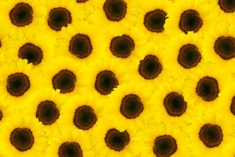 Bunch of sunflowers Stock Photos