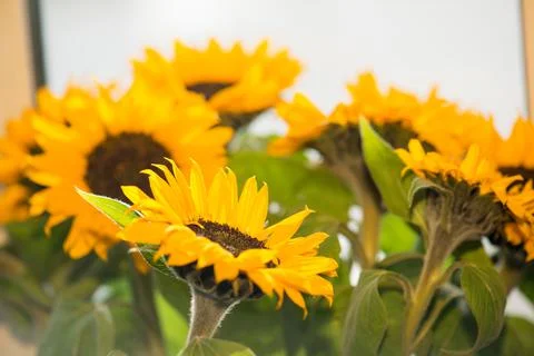 Bunch of Sunflowers Stock Photos