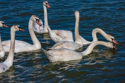 Bunch of swans on a river Danube Stock Photos