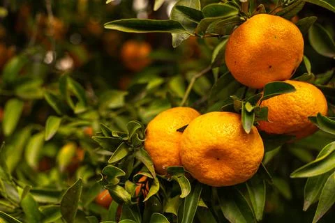Bunch of tangerines on the tree Foto stock
