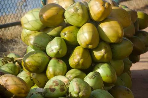 Bunch of Tender Coconut Stock Photos