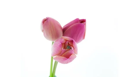 Bunch of three light pink tulip flowers blooming timelapse Stockbeeldmateriaal 53413043