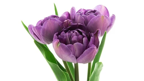 Bunch of three purple double tulip flowers blooming timelapse Stockbeeldmateriaal 108755211