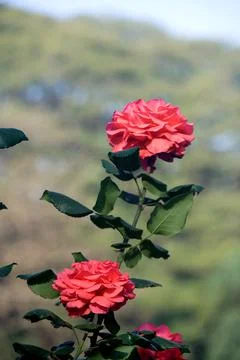 Bunch of Three Red Roses Stock Photos