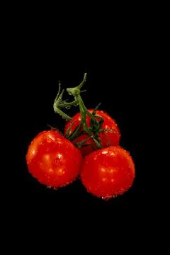 A bunch of three ripe red tomatoes with water droplets on black background Stock Photos