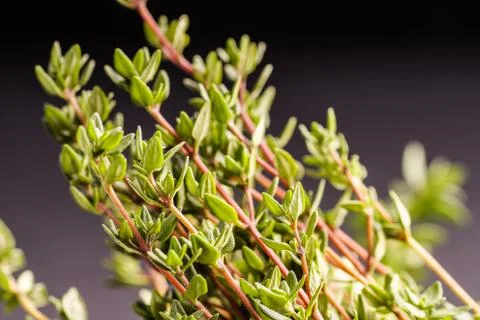 Bunch of Thyme Stock Photos