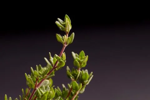 Bunch of Thyme Stock Photos