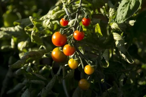Bunch of tomatoes - 01 Stock Photos