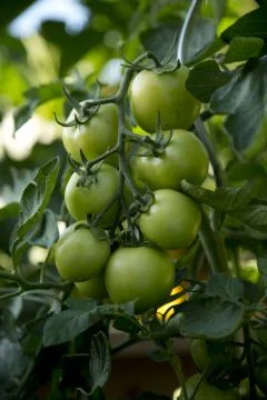 Bunch of tomatoes - 02 Stock Photos