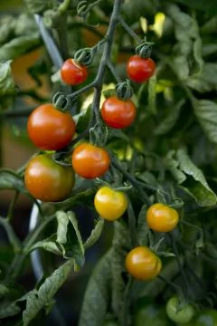 Bunch of tomatoes - 03 Stock Photos
