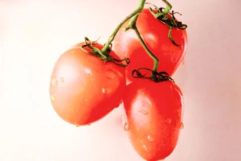 Bunch of tomatoes on the background of stomach Stock-Fotos