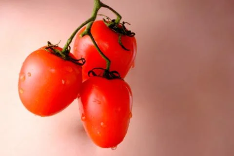 Bunch of tomatoes on the background of stomach Stock Photos