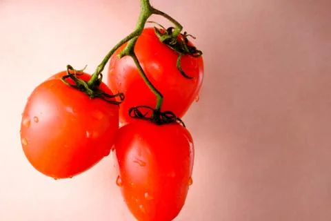 Bunch of tomatoes on the background of stomach Stock Photos