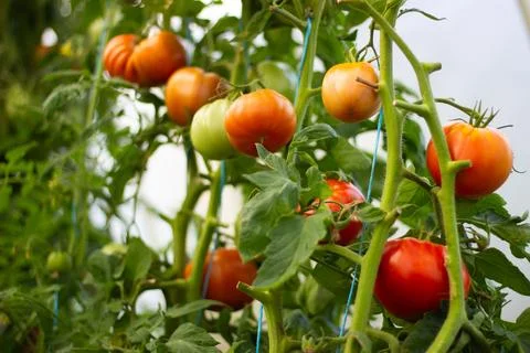 Bunch of tomatoes on a branch Stock Photos