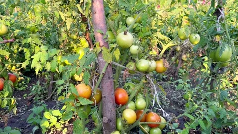 Bunch of tomatoes Stock Footage 205157997