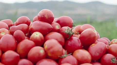 A bunch of tomatoes in the garden against the background of mountains Stock Footage 137868057