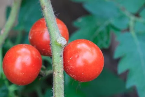 Bunch of tomatoes with green background 스톡 사진