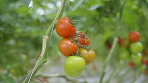 A bunch of tomatoes hanging from a plant Video stock 297844253