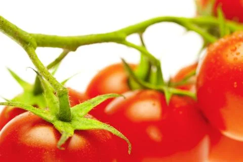 A bunch of tomatoes  isolated on white Foto stock