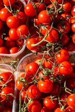 Bunch of tomatoes Stock Photos