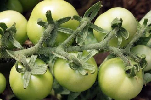 Bunch of tomatoes Stock Photos