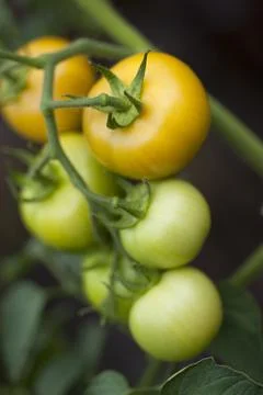 Bunch of tomatoes Stock Photos