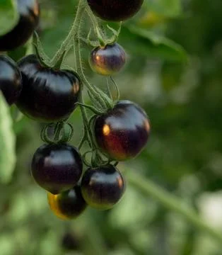 Bunch of tomatoes Stock Photos