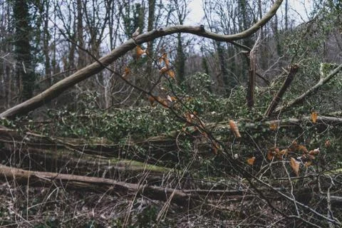 Bunch of tree branch close-up Stock Photos