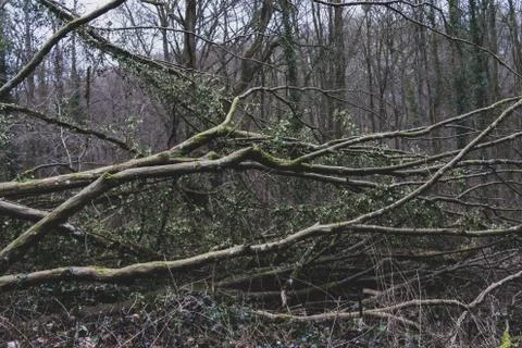 Bunch of tree branch Stock Photos