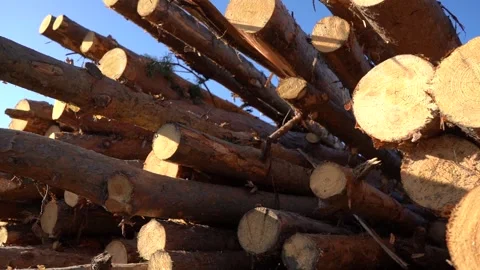 A bunch of tree trunks against a blue sky outdoors. Stock Footage 140722244