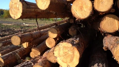 A bunch of tree trunks against a blue sky outdoors. Stock Footage 140722317
