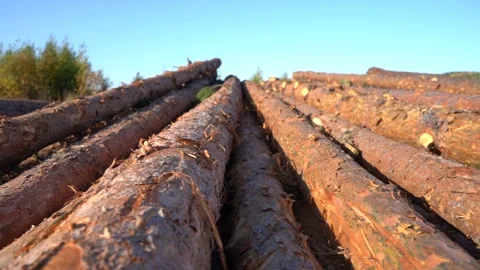 A bunch of tree trunks against a blue sky outdoors. Stock Footage 140774296