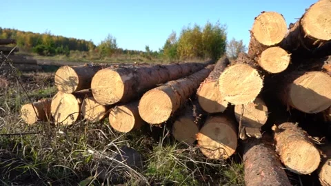 A bunch of tree trunks against a blue sky outdoors. Stock Footage 140774388