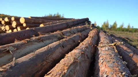 A bunch of tree trunks against a blue sky outdoors. Video stock 140901286