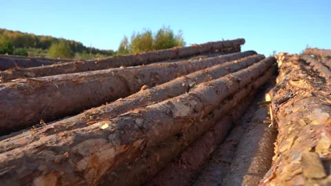 A bunch of tree trunks against a blue sky outdoors. Stock Footage 142364290