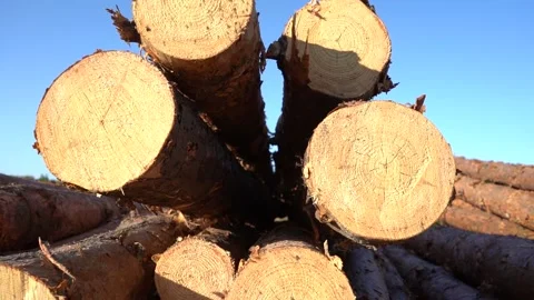 A bunch of tree trunks against a blue sky outdoors. Video stock 142364321