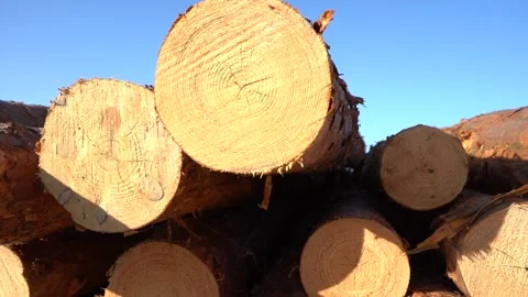A bunch of tree trunks against a blue sky outdoors. Stock Footage 143379635