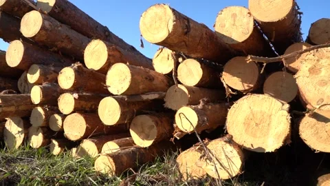 A bunch of tree trunks against a blue sky outdoors. Stock Footage 147660913