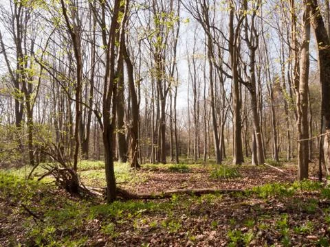 A Bunch of Trees in the Middle of a Forest Stock Photos